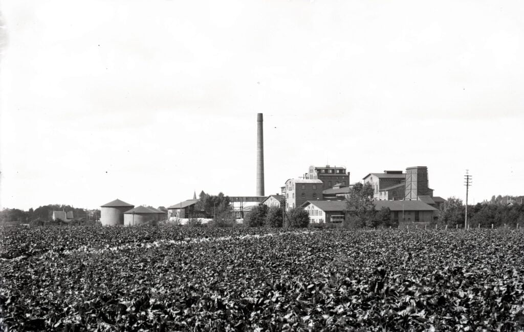 13635-4.20 Sakskøbing sukkerfabrik efterår 1919
