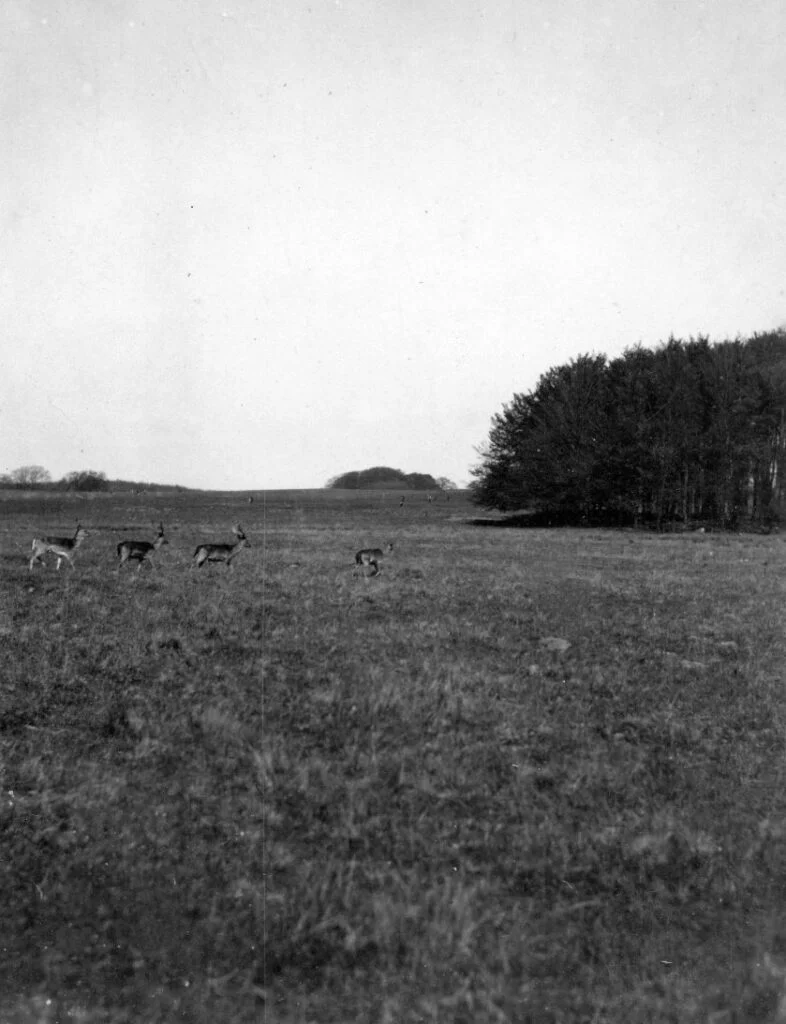53.56 Unge hjorte på sletten 1. maj 1921