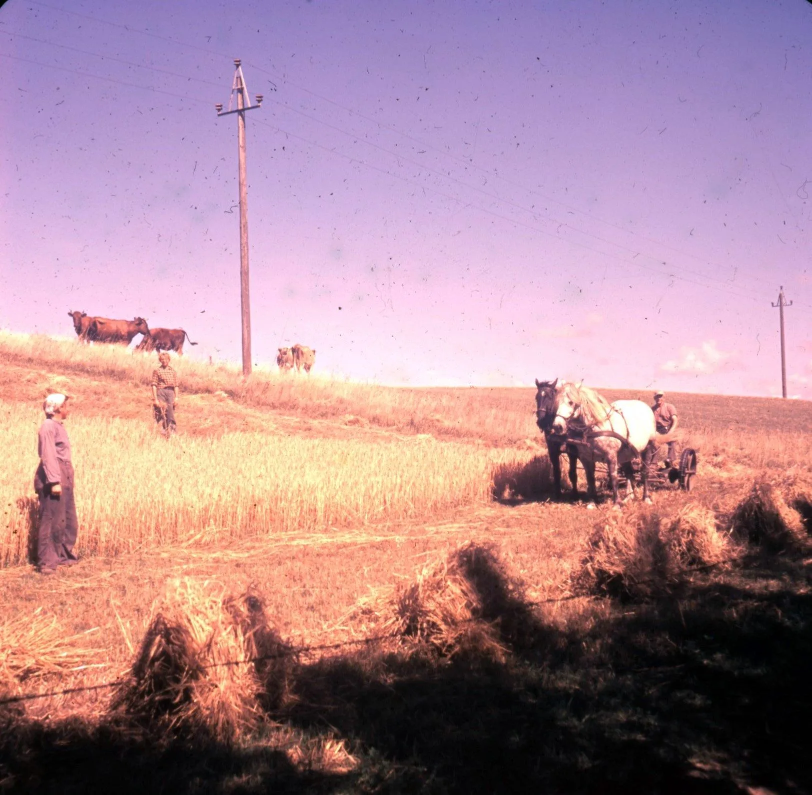 132 Lønstrup 1959.