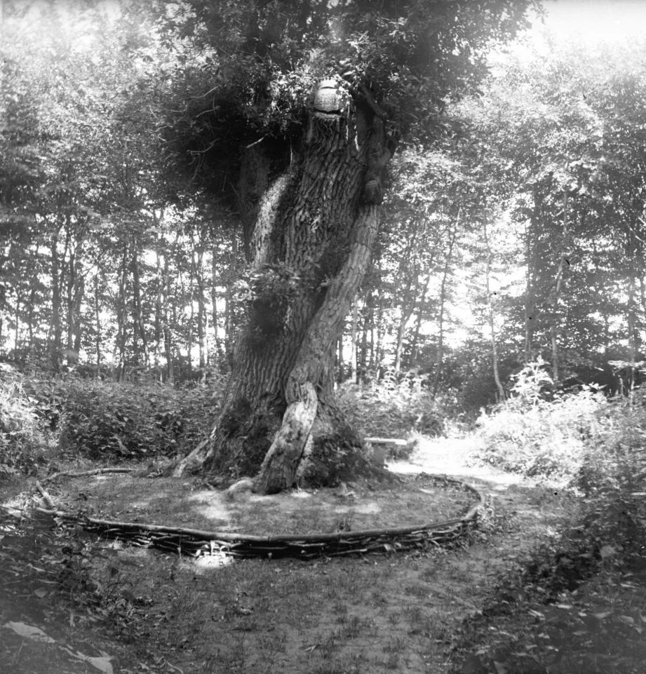 90.53 90.53 Det er muligvis fra parken ved Snoghøjgård, Fredericia. Der var en meget flot park,med sjældne vækster. Det var inden det blev udstykket.