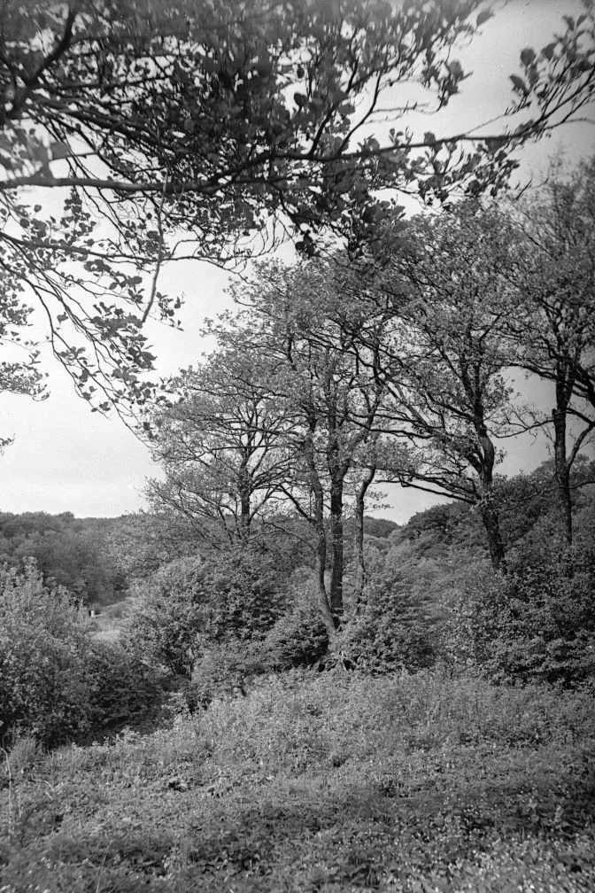 90.651 Klampenborg, udenfor Ermelunden.