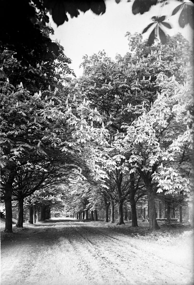 90.652 Klampenborg, Kastanjealle i Fortunens indelukke.