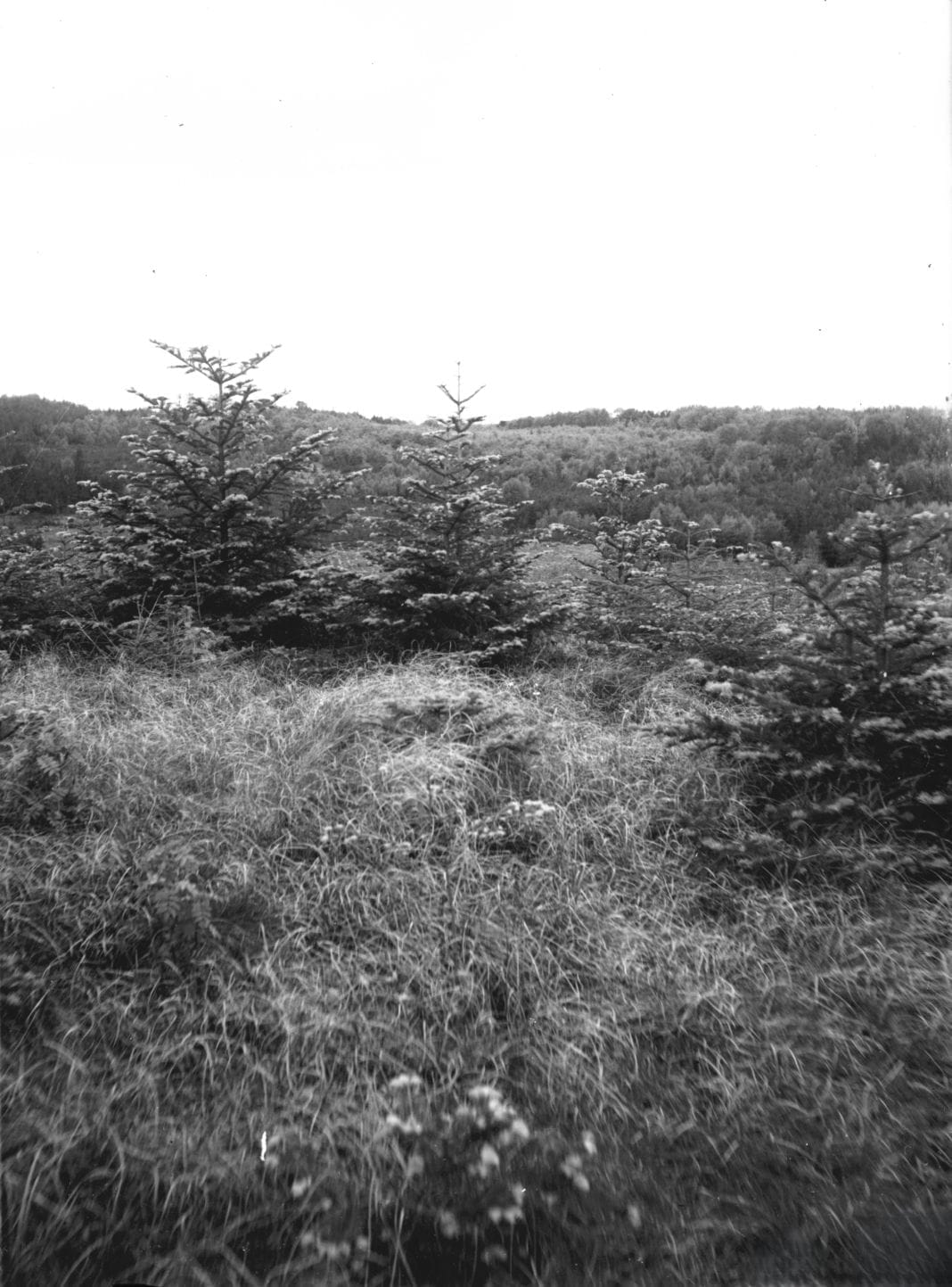 90.735 Tisvilde hegn.