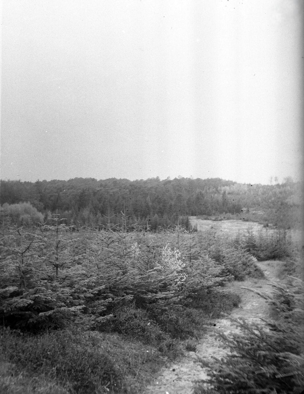 90.752 Tisvilde plantage.