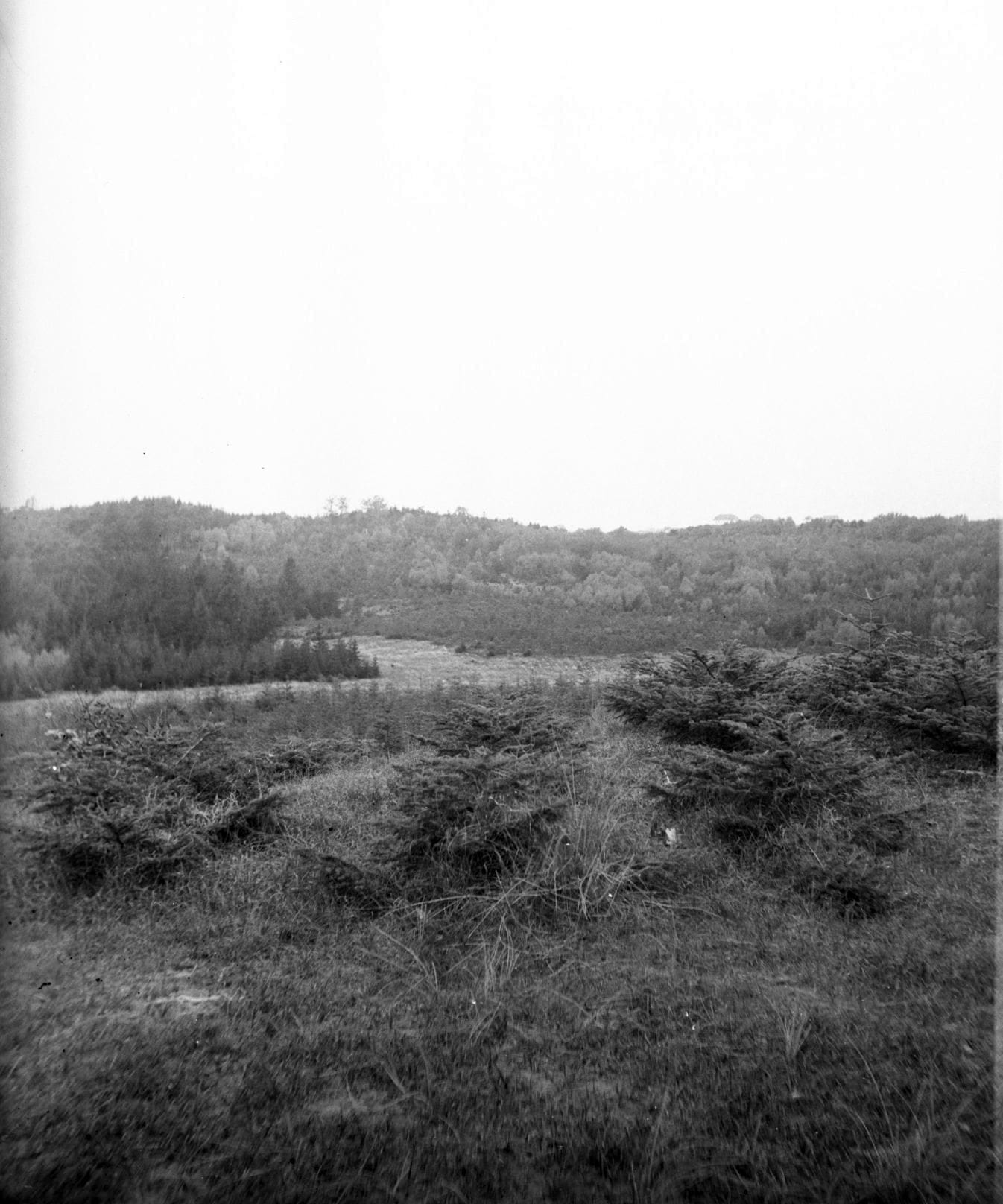 90.753 Tisvilde plantage.