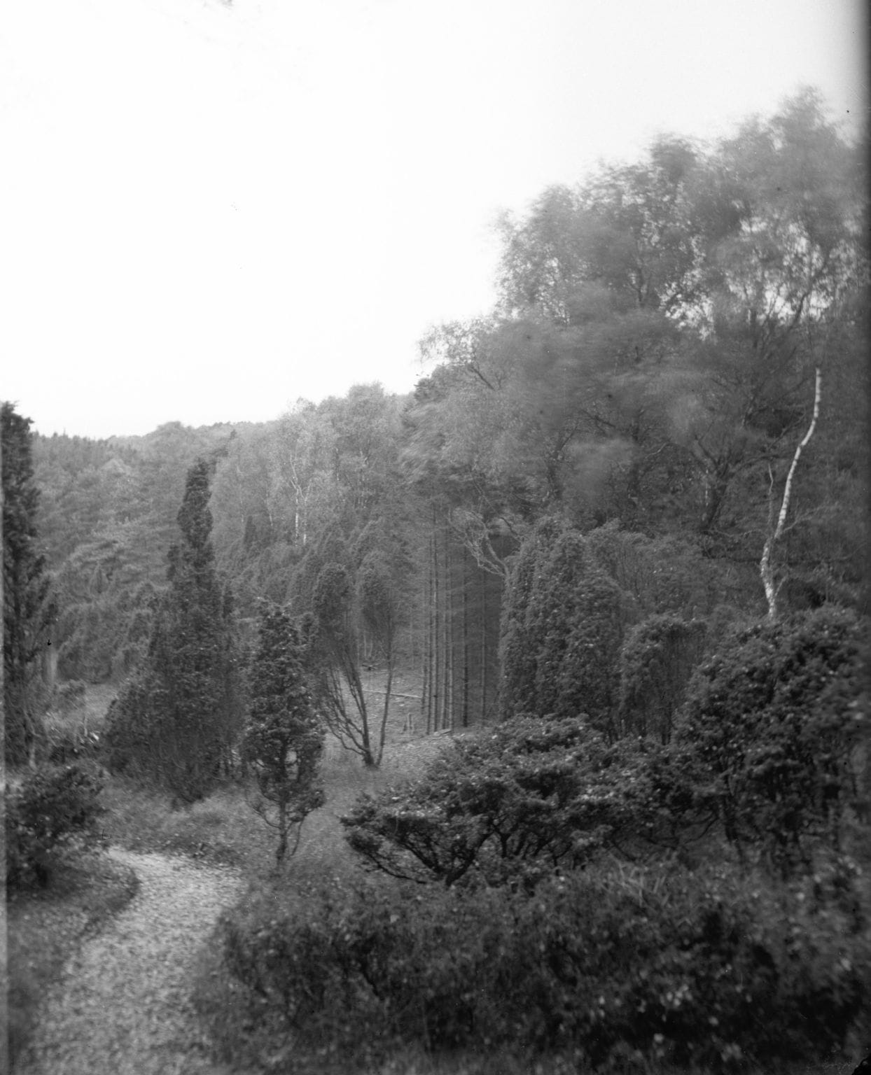 90.758 Bangshøj i Tisvilde plantage.