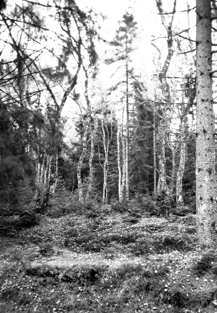 90.759 Skovparti i Tisvilde hegn.