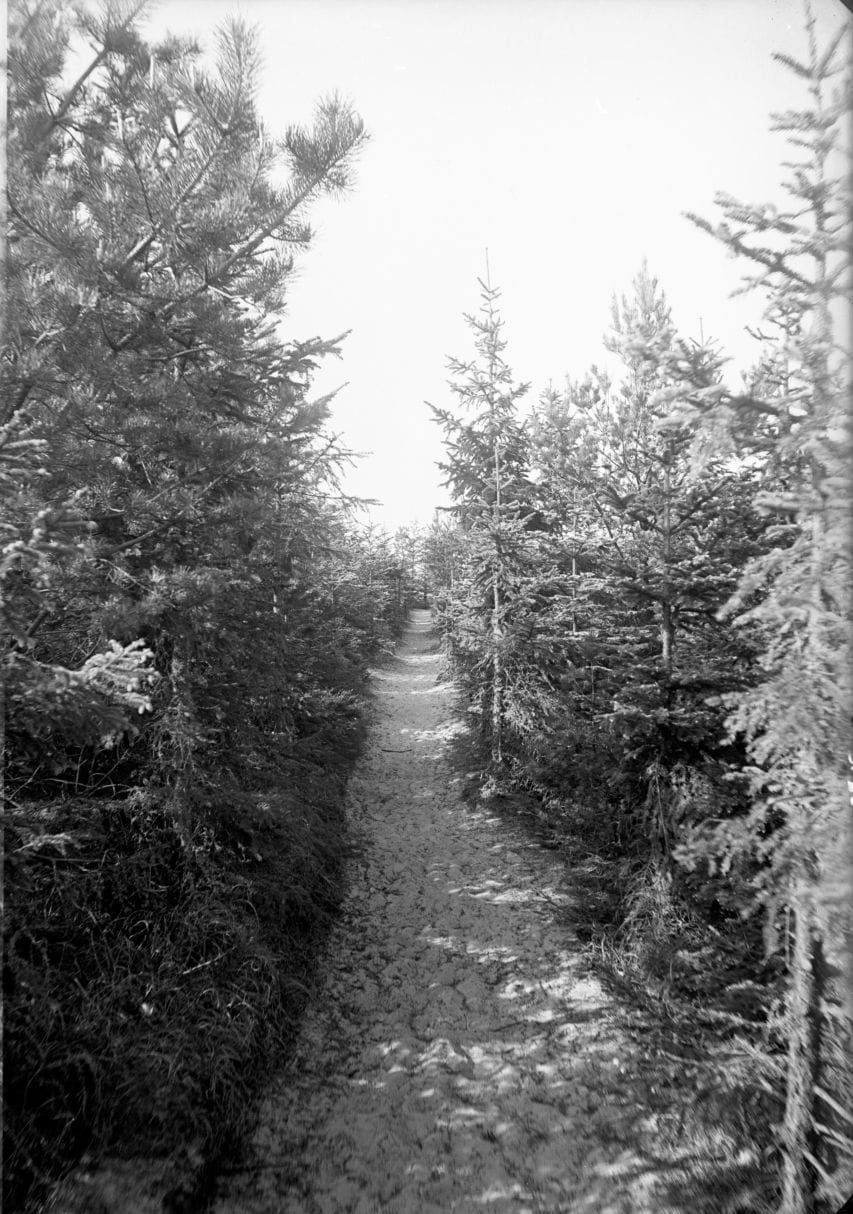 90.763 Smal sti i Tisvilde hegn.