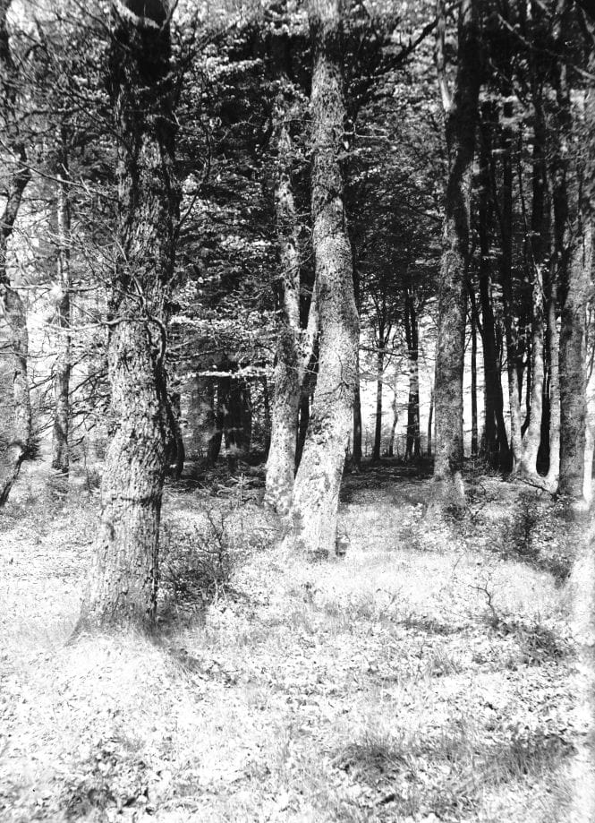 90.765 Skovparti i Tisvilde hegn.