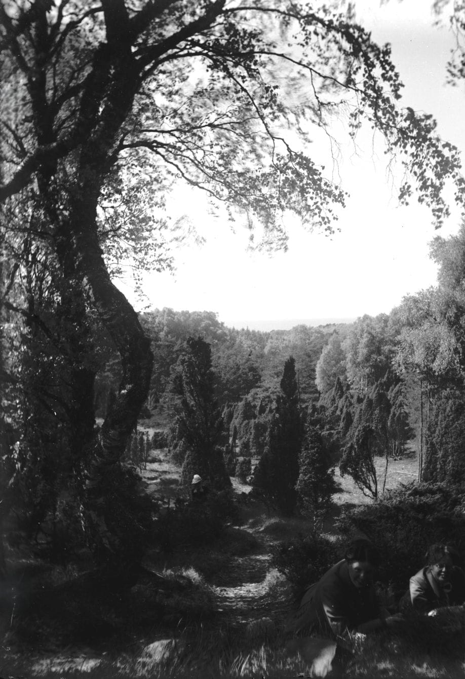 90.770 Bangshøj i Tisvilde plantage.