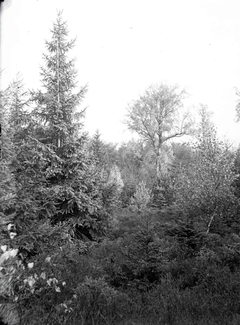 90.820 Tisvilde hegn