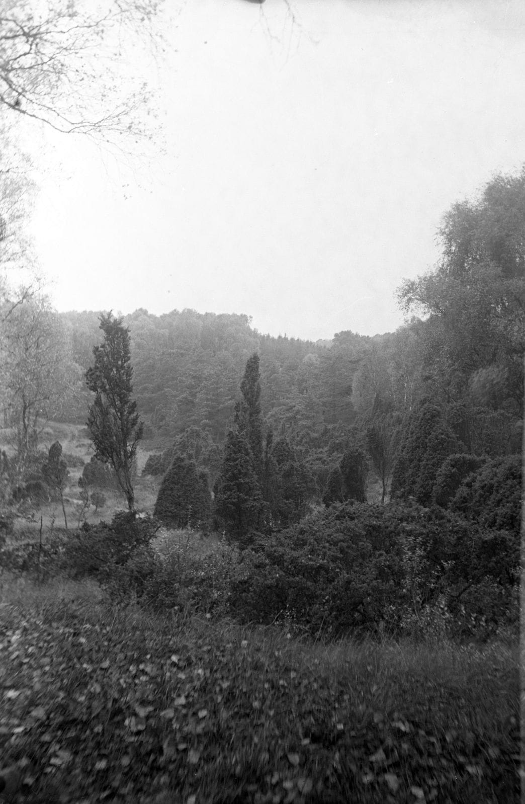 90.824 Bangshøj, Tisvilde hegn.