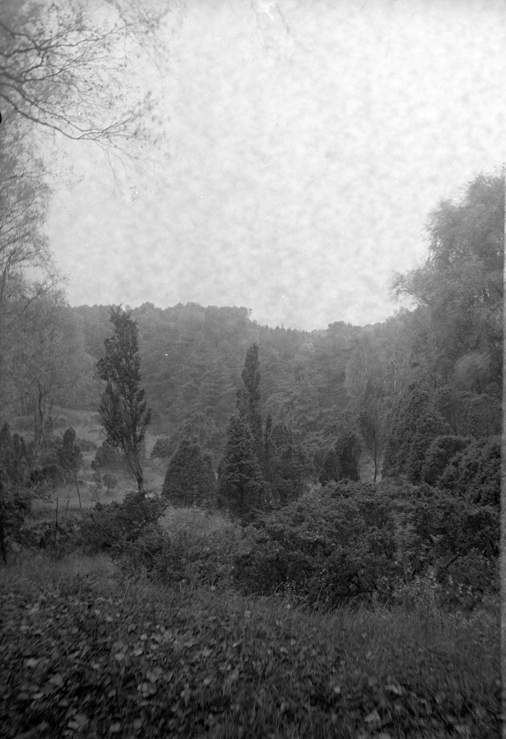 90.827 Bangshøj, Tisvilde hegn.