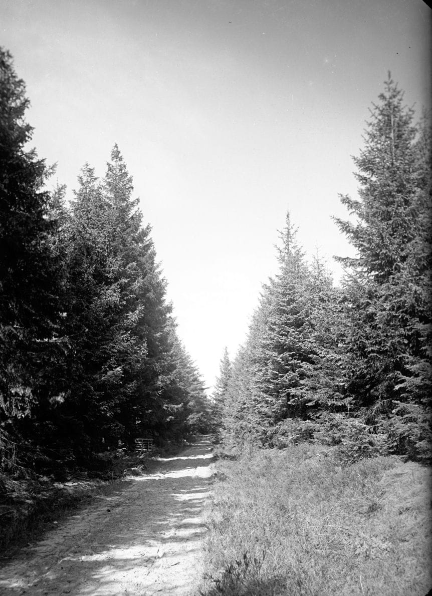 90.835 Vej i hegnet ved Tisvilde.