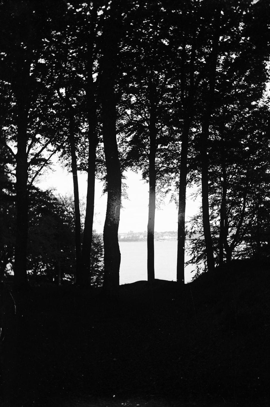 90.937 Kongebroskoven, udsigt til Snoghøj.