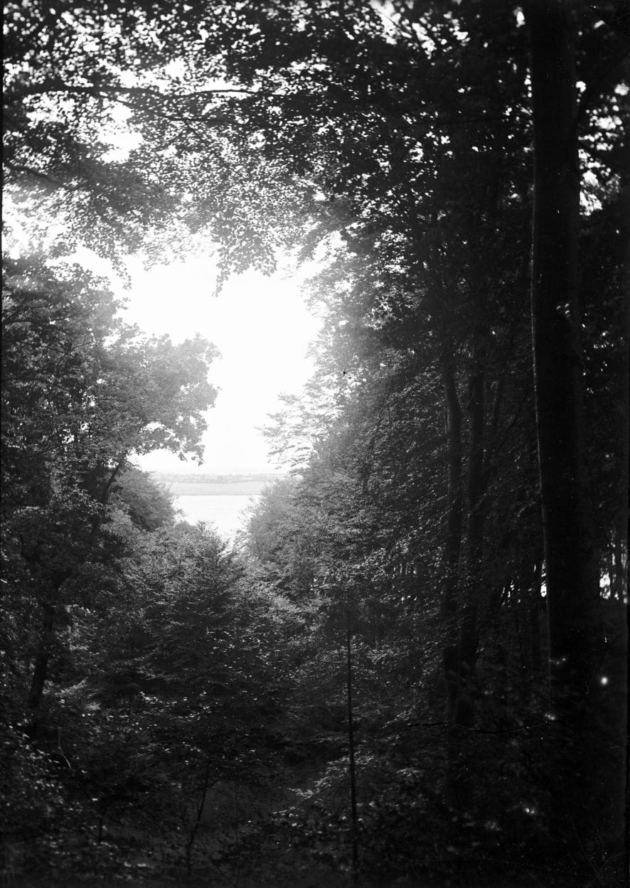 90.938 Kongebroskoven, udsigt over Lillebælt.